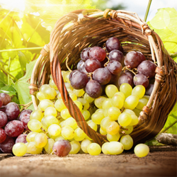 Каталог сортов винограда по алфавиту с описанием и фото
